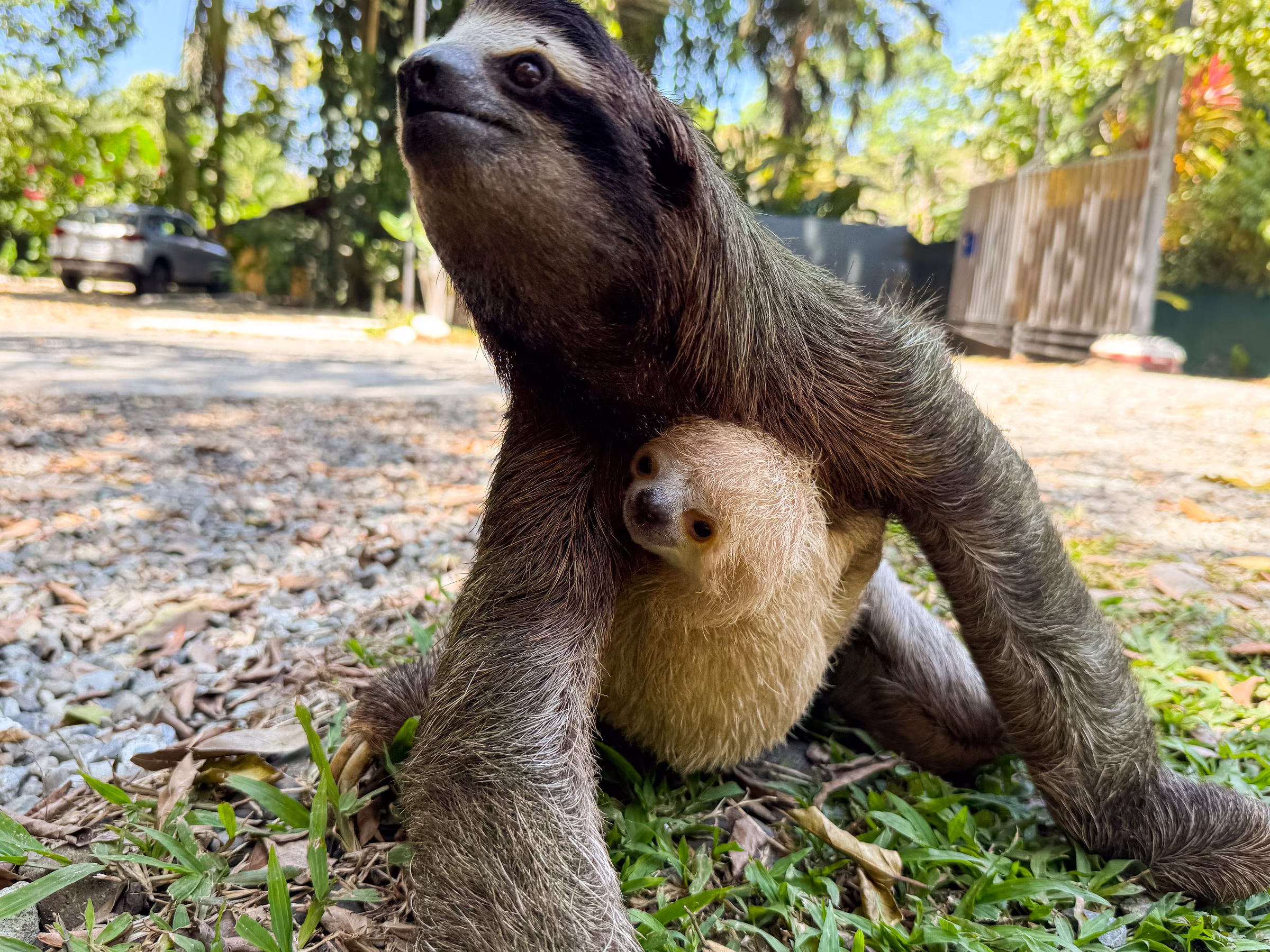 Three-toed sloth carrying its baby on the grounds of Namuwoki Lodge