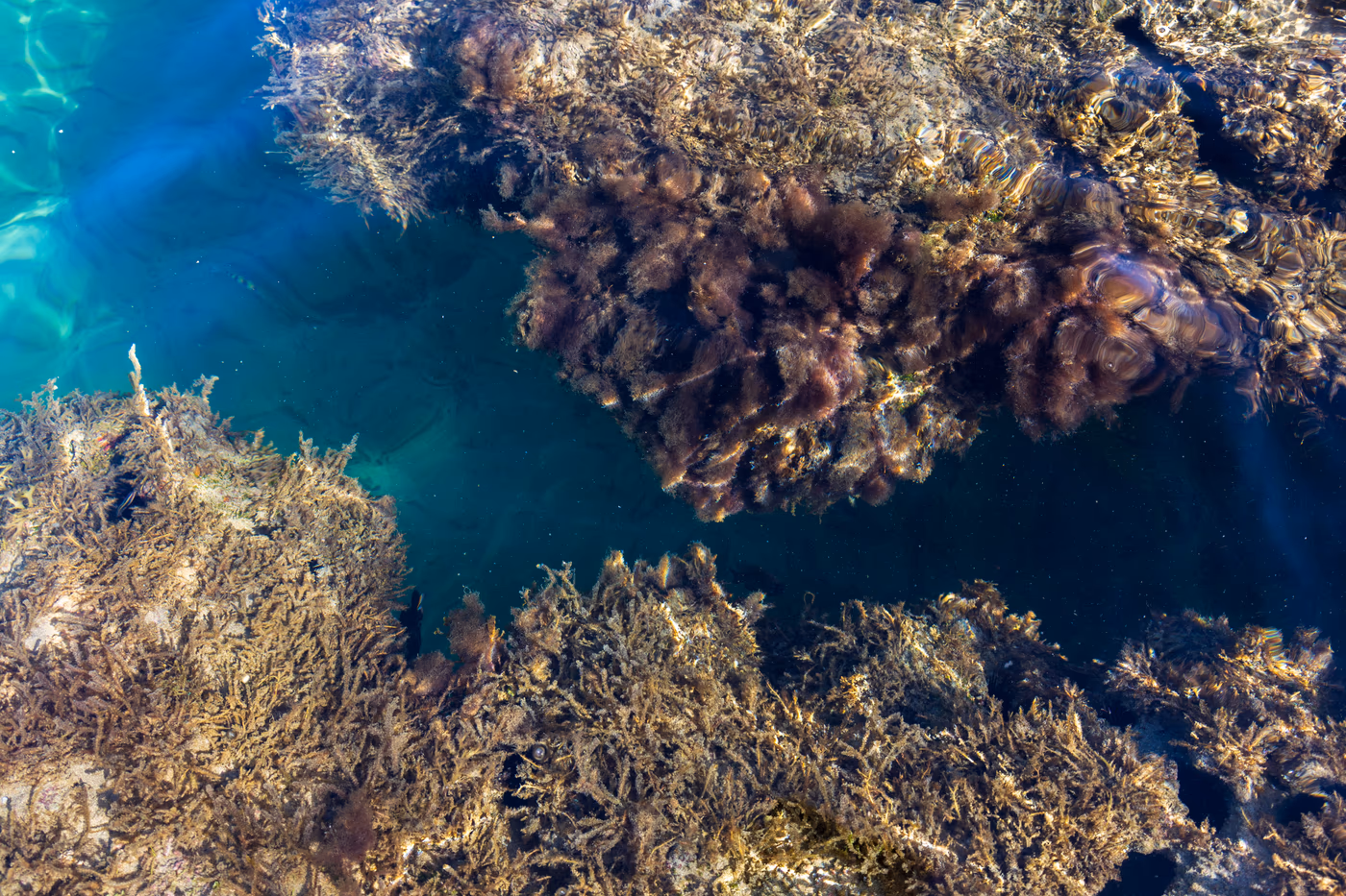 Coral reef and snorkeling 4