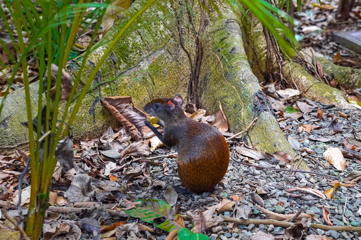 Cahuita National Park 2